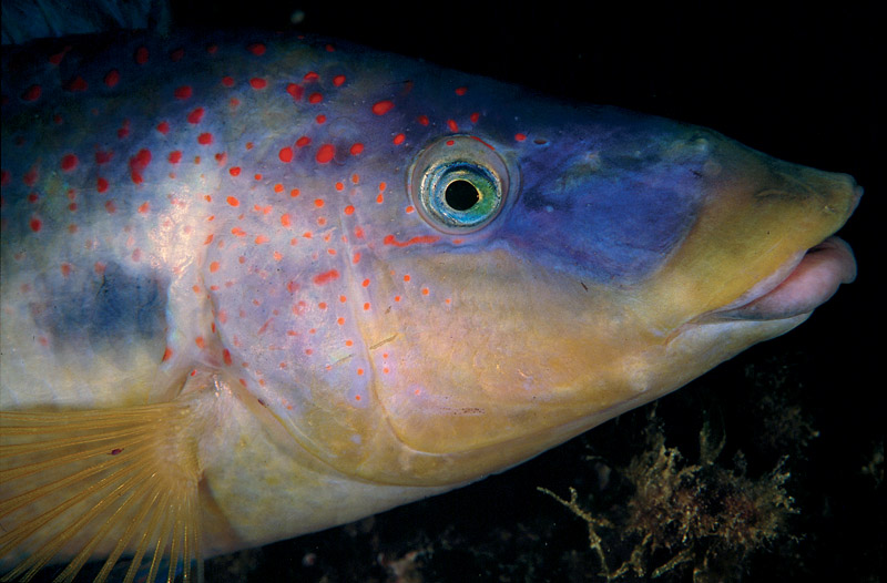 Symphodus tinca